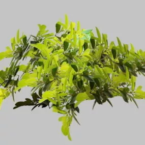 Green Leaves And Tree Branch 3d model