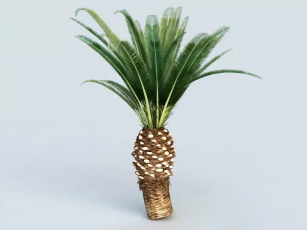 Queen Sago Palm 3d model Queen Sago Palm 3d model