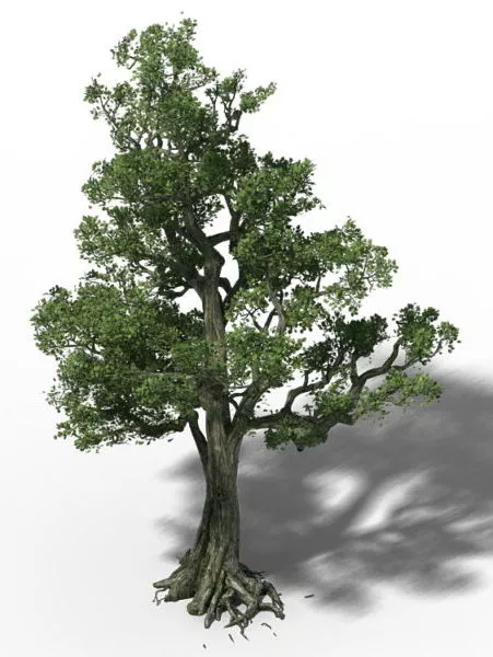 Old Birch Tree 3d model Old Birch Tree 3d model