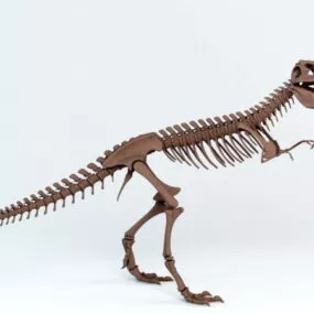 T-rex Skeleton 3d model