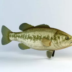 Black Bass Fish 3d model
