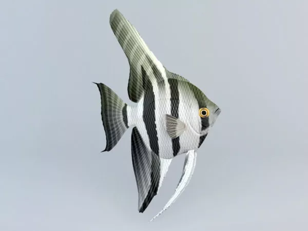 Freshwater Angelfish 3d model Freshwater Angelfish 3d model