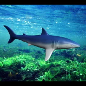 Low Poly Shark 3d model