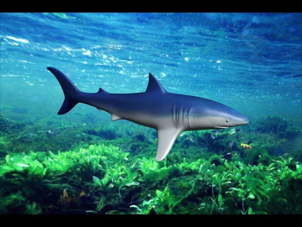 Ocean Shark Realistic 3d model