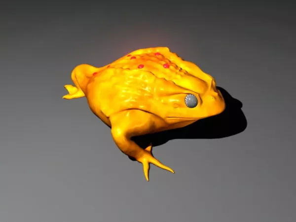 Golden toad