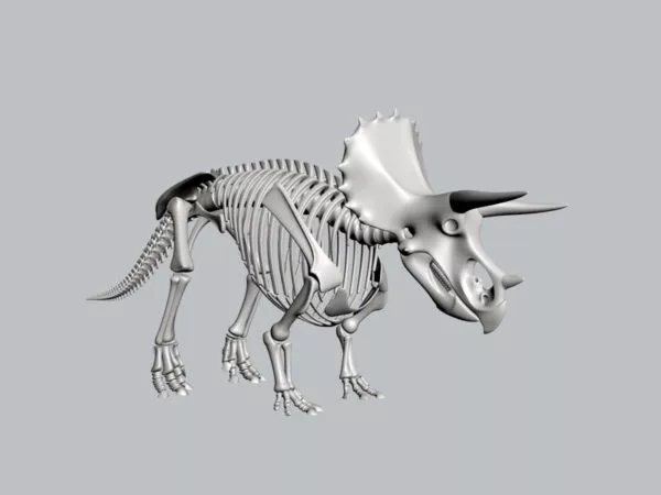 Arm Bone 3d model