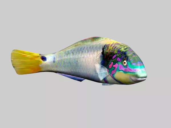 Blue Gourami Fish 3d model Blue Gourami Fish 3d model