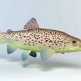 Brown Trout 3d model