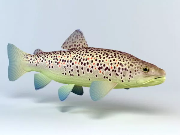 Brown Trout 3d model Brown Trout 3d model