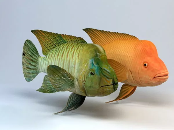 Humphead Wrasse Fish 3d model Humphead Wrasse Fish 3d model