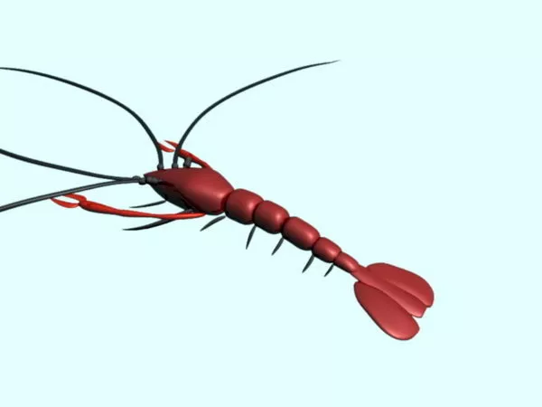 Red Sea Prawn 3d model