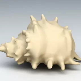 Whelk Shell 3d model
