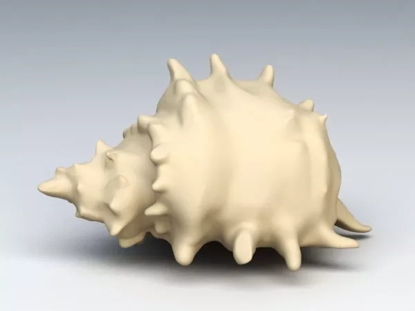 Whelk Shell 3d model Whelk Shell 3d model