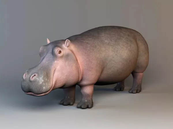 Hippopotamus Amphibius Rig 3d model Hippopotamus Amphibius Rig 3d model
