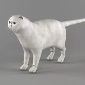Exotic Shorthair Cat Rig 3d model