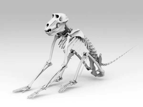 Baboon Skeleton 3d model Baboon Skeleton 3d model