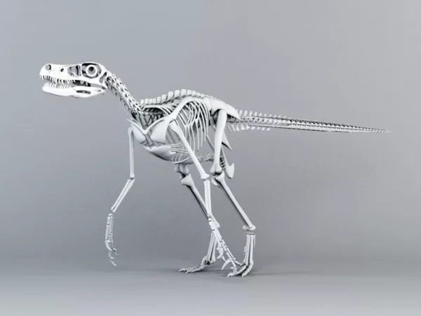 Arm Skeleton Bone 3d model