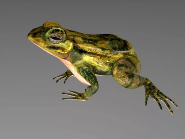 Jumping Frog Rigged 3d model