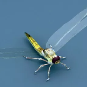 Dragonfly Insect 3d model