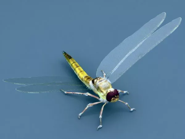 Dragonfly Insect 3d model Dragonfly Insect 3d model
