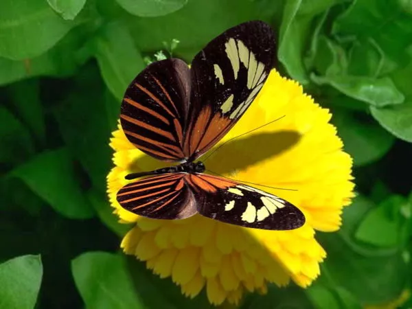 Viceroy Butterfly 3d model Viceroy Butterfly 3d model