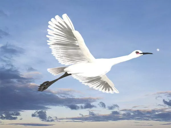 Egret Bird 3d model Egret Bird 3d model