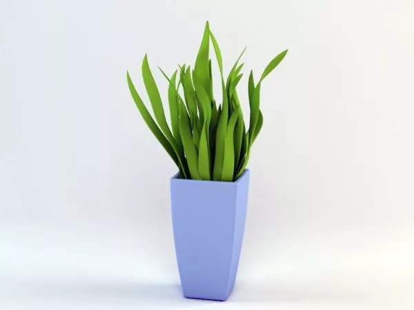 House Plant 3d model House Plant 3d model