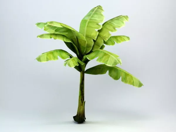 Dwarf Banana Tree 3d model Dwarf Banana Tree 3d model