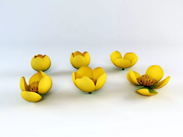 Yellow Flowers 3d model Yellow Flowers 3d model