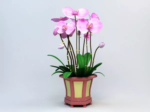 Potting Phalaenopsis Orchid 3d model Potting Phalaenopsis Orchid 3d model
