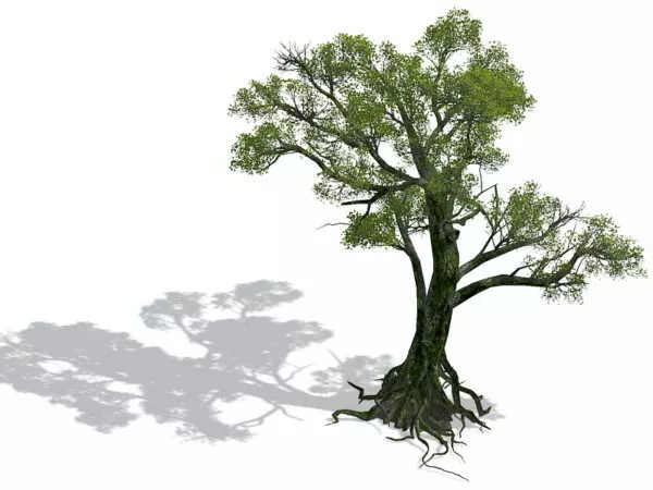 Old Tree 3d model Old Tree 3d model