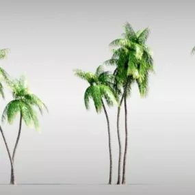 Palm Trees 3d model