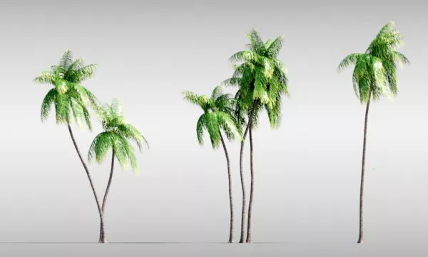 Palm Trees 3d model Palm Trees 3d model