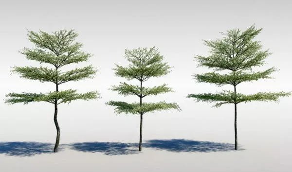 Kalahari Terminalia Tree 3d model Kalahari Terminalia Tree 3d model