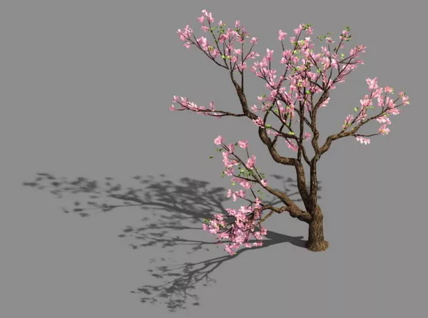Pink Flowering Peach Tree 3d model Pink Flowering Peach Tree 3d model