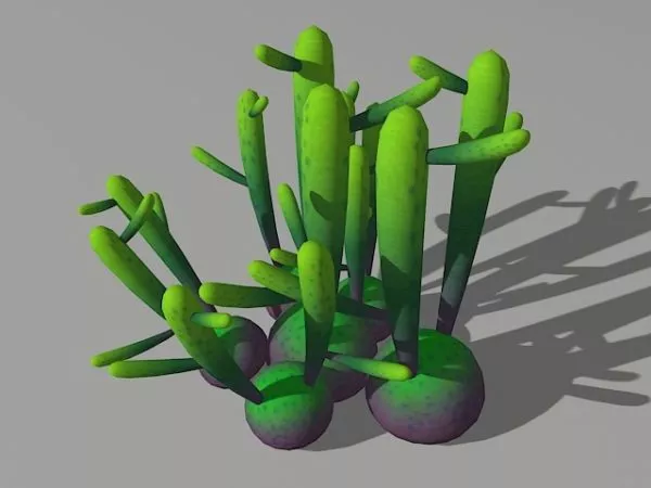 Euphorbia Oncoclada 3d model Euphorbia Oncoclada 3d model