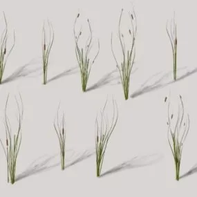 Cattails Plant 3d model