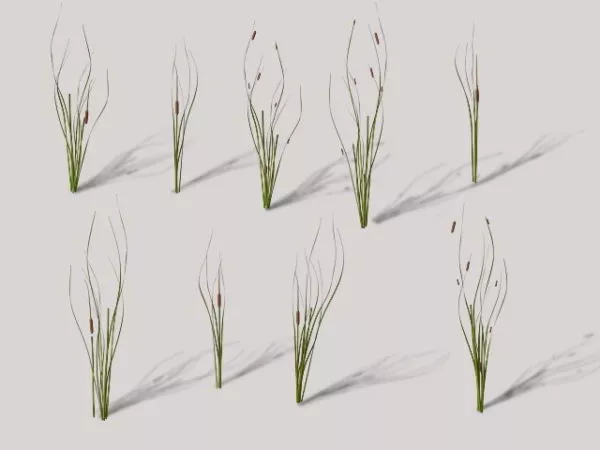 Cattails Plant 3d model Cattails Plant 3d model