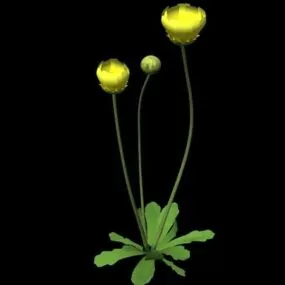 Wild Buttercup Flower 3d model