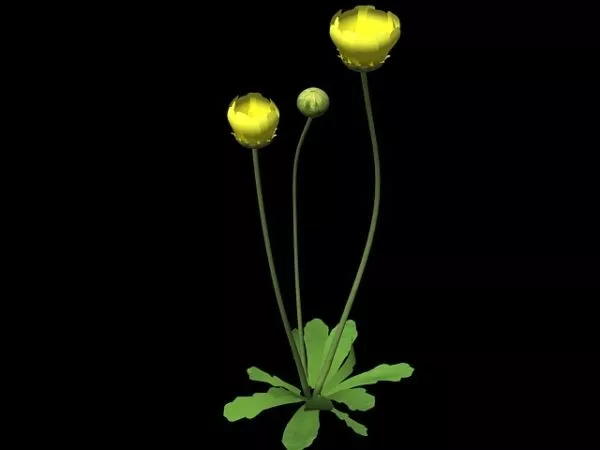 Wild Buttercup Flower 3d model Wild Buttercup Flower 3d model
