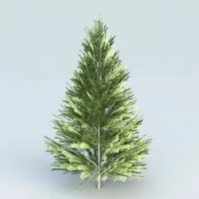 Evergreen Fir Tree 3d model