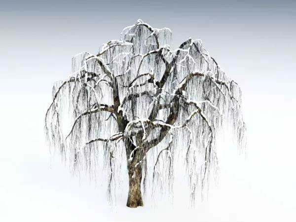 Winter Snow Tree 3d model Winter Snow Tree 3d model