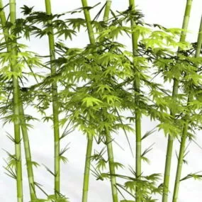 Bamboo Plants 3d model