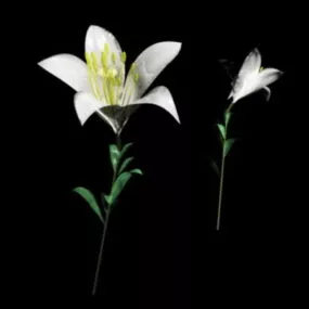White Lily Flower 3d model