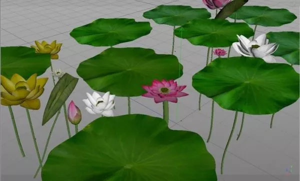 Lotus Flowers And Green Leaves 3d model Lotus Flowers And Green Leaves 3d model