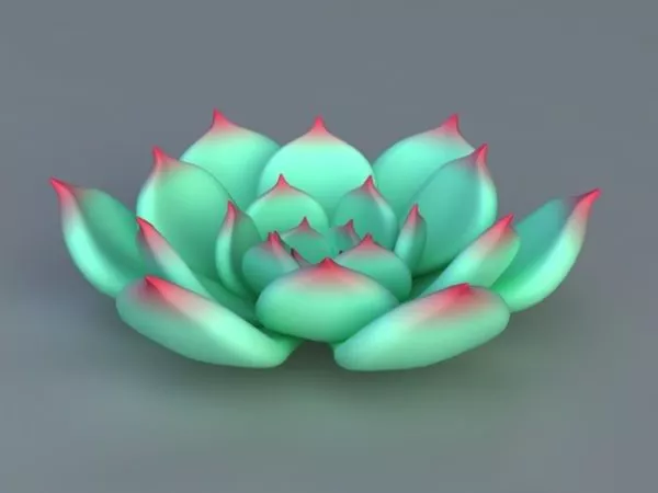 Echeveria Chihuahuaensis 3d model Echeveria Chihuahuaensis 3d model
