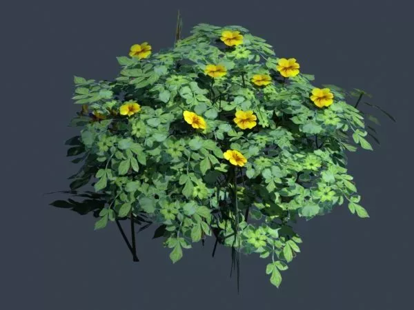 Yellow Flower Bush Plant 3d model Yellow Flower Bush Plant 3d model