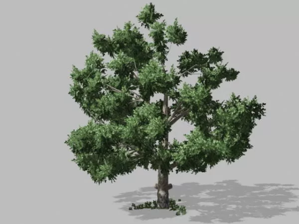 Lush Green Tree 3d model Lush Green Tree 3d model