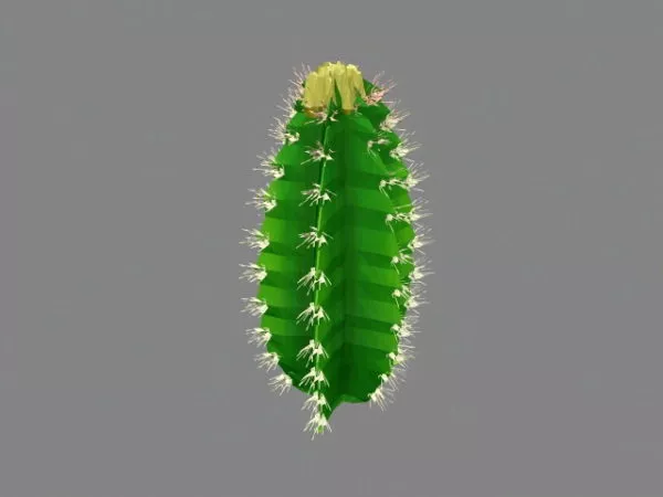 Euphorbia Cactus 3d model Euphorbia Cactus 3d model