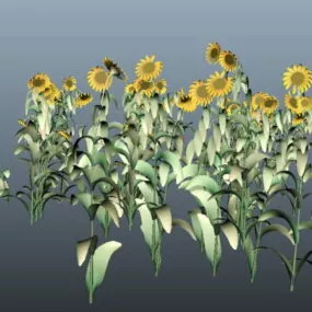 Sunflower Plants 3d model